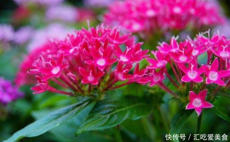 4种花是花卉中的佼佼者,好养易开花,花香四溢飘满屋,美爆了