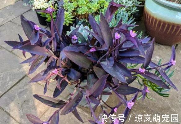重视健康?不喜欢运动?在家养紫竹梅,注意3点净化作用明显