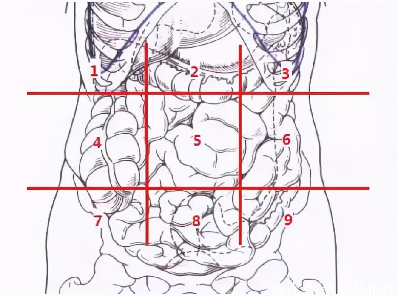 五脏六腑图片 人体解剖图女五脏位置_人的器官效果图