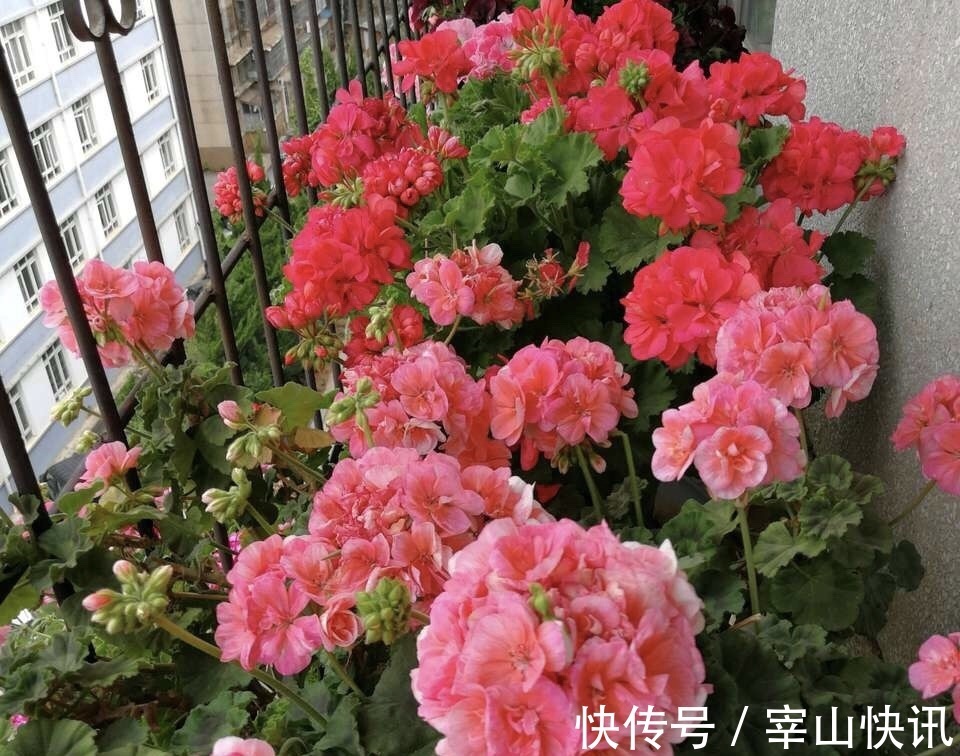 秋天的天竺葵“掐头去尾”，喂点“开花肥”，40天开花一团团