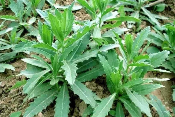 野菜|补钙别再花冤枉钱,农村常见的4种野菜,含钙高,常吃好处多