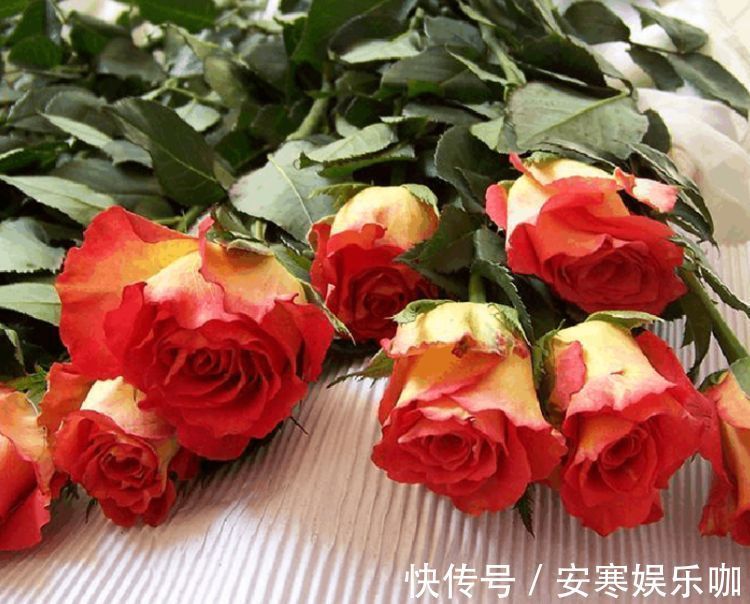 彩纸|喜欢菊花，不如养盆“高端玫瑰”彩纸口红，花开似唇彩，靓丽诱人