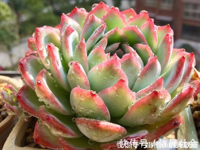 个个都是最美女王,多肉植物当中的“四大女王”,颜值爆表美翻天