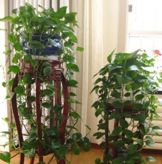 发财树|君子兰、发财树,夏天这么浇水,等着收尸吧