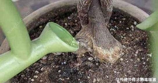 烂根|给发财树浇水,记两关键,十年不烂根,叶片油亮亮,越来越旺盛!