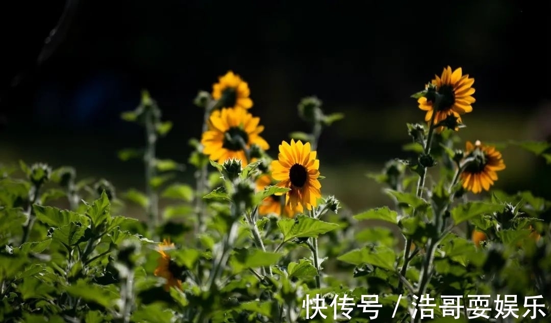 花海|今秋的向日葵花海迎来最佳观赏期，还有公园免费送花