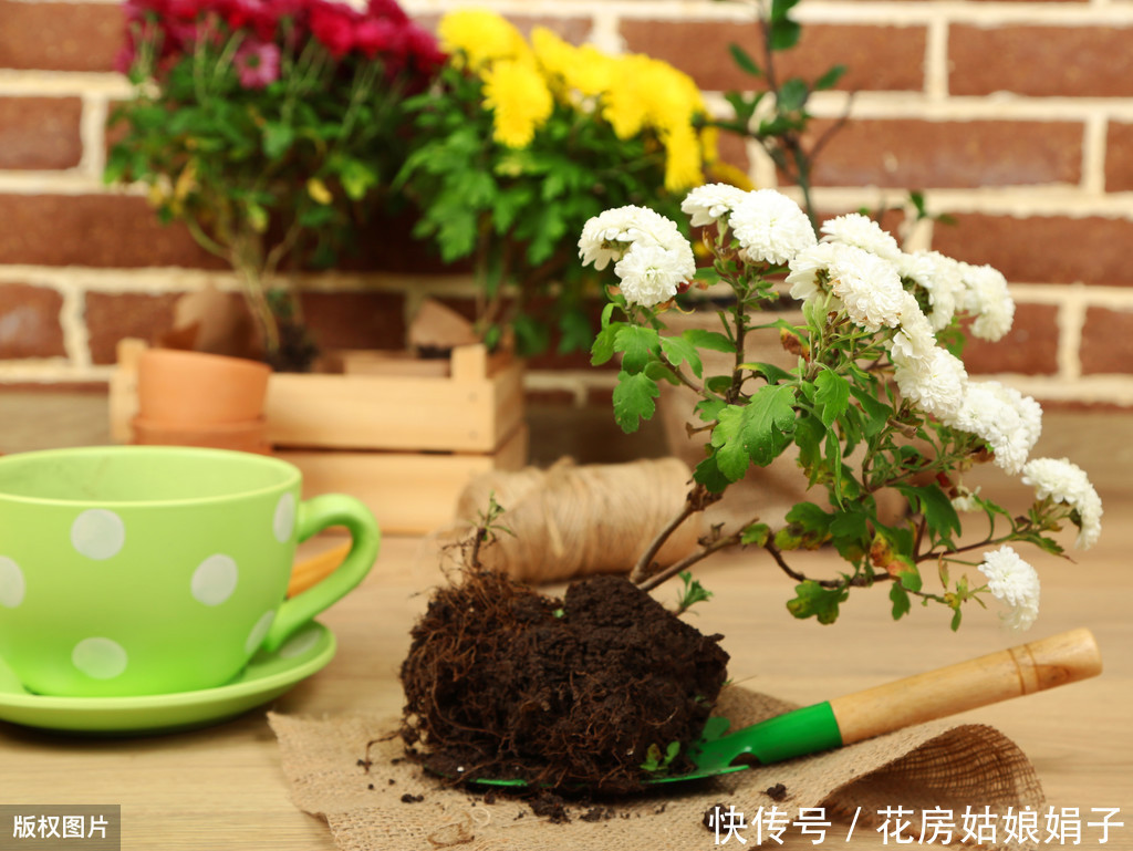 养花|花卉绿植如何才能长得茂盛？几个养花小妙招，简单又实用