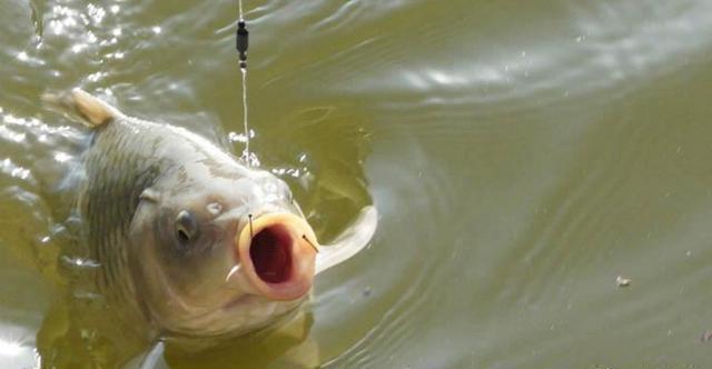 冷天|天冷如何让鱼咬钩?只需下面这1招,再懒的鱼也会扑上去咬一口