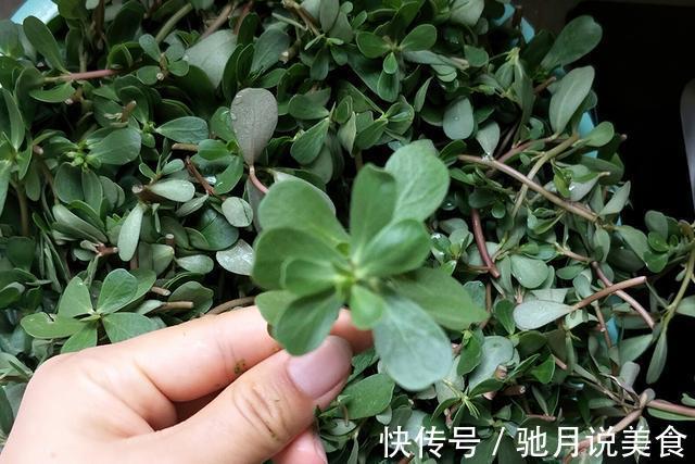 凉拌|夏季野外随便挖，农民却有妙用，南北方都爱吃，城市只卖3元一斤