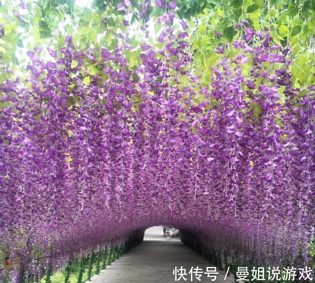 6大“富贵花”,能养几十年,花大雍容又华丽,能养成“传家宝”