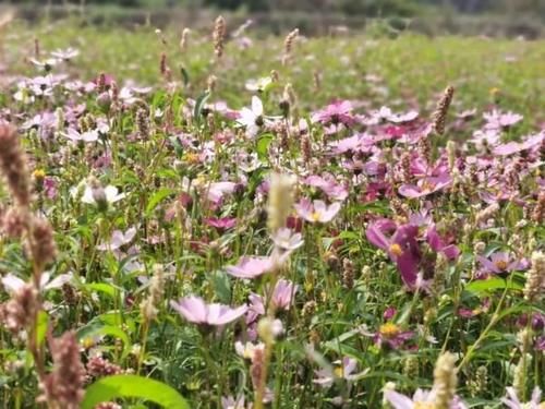 这里的格桑花开满遍地！掏出手机随手一张，美爆朋友圈～