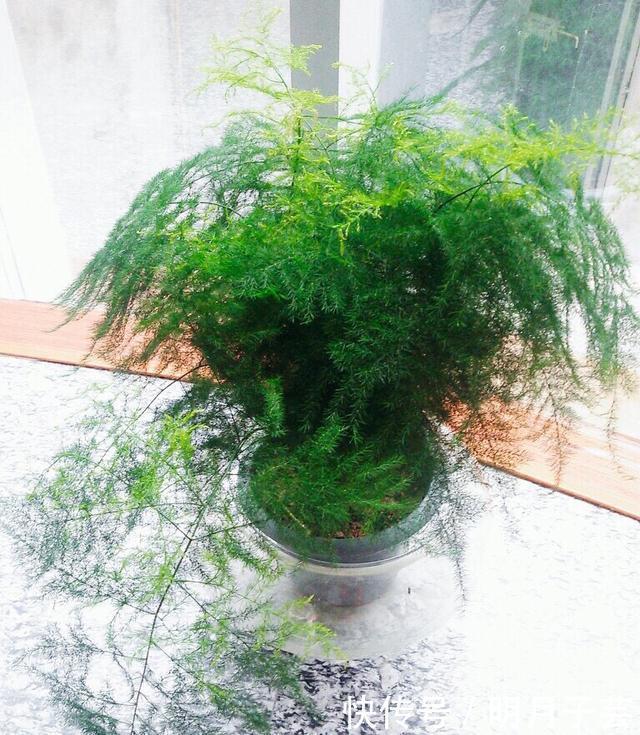 枝条|养文竹,有3个“小方法”,分枝多,叶茂盛,郁郁葱葱长爆盆