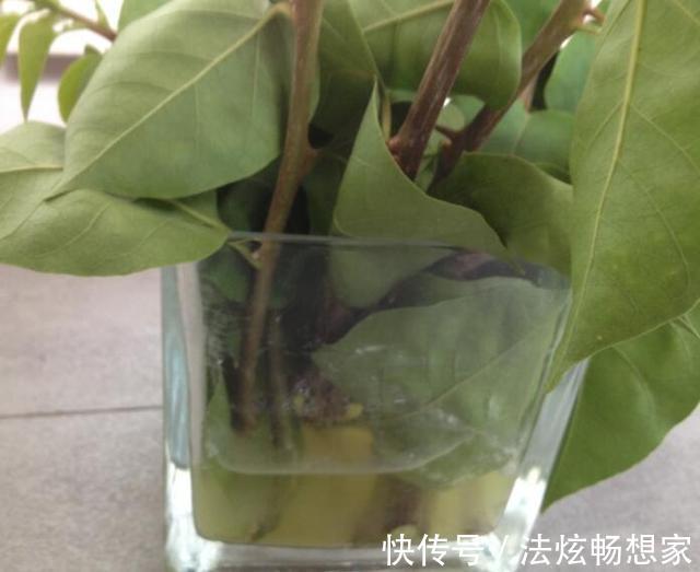 高手的扦插玩法，把以下三角梅养得这么好，只见开花不见叶