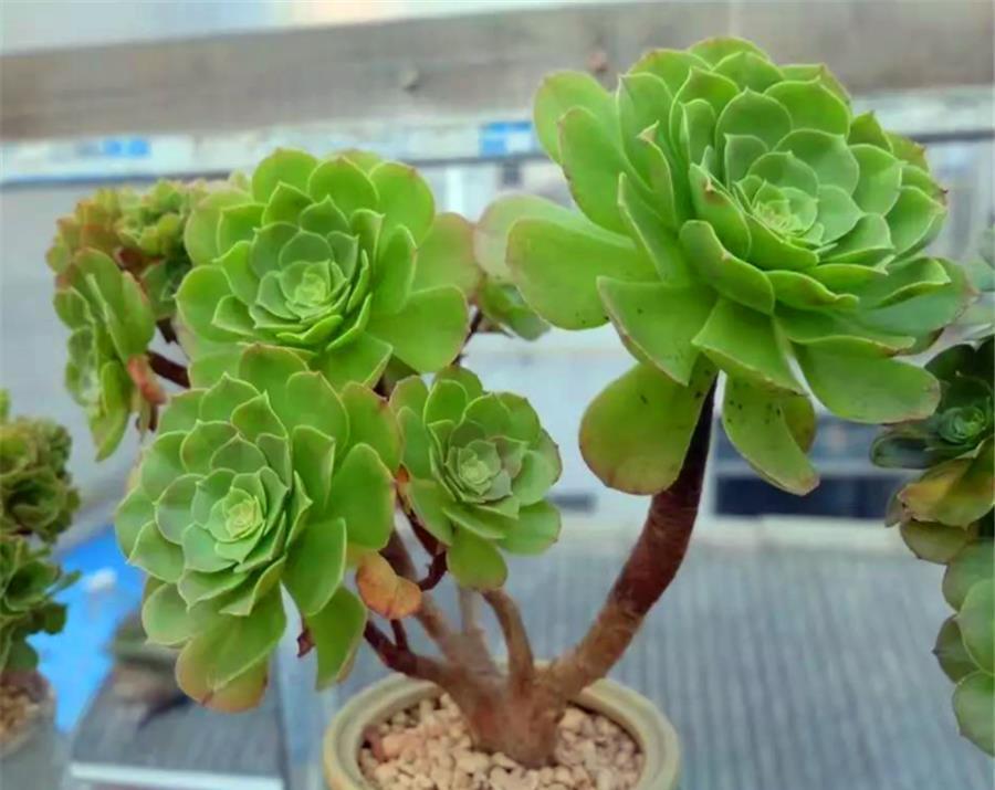 阿勇|法师夏天总黑腐?做好“1多1少1适中”,不落叶颜色美