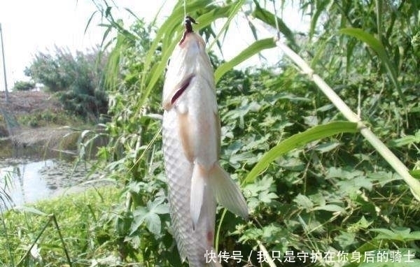 发现无人野塘,用了这个饵料,意外钓获十七斤大鲫鱼