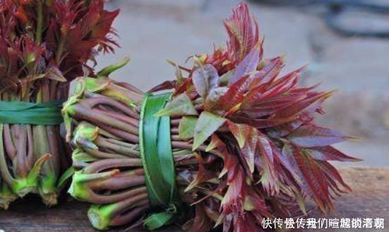 香椿香椿炒鸡蛋|想长寿全靠吃,3种食物不能少,排毒养颜,身体棒棒哒