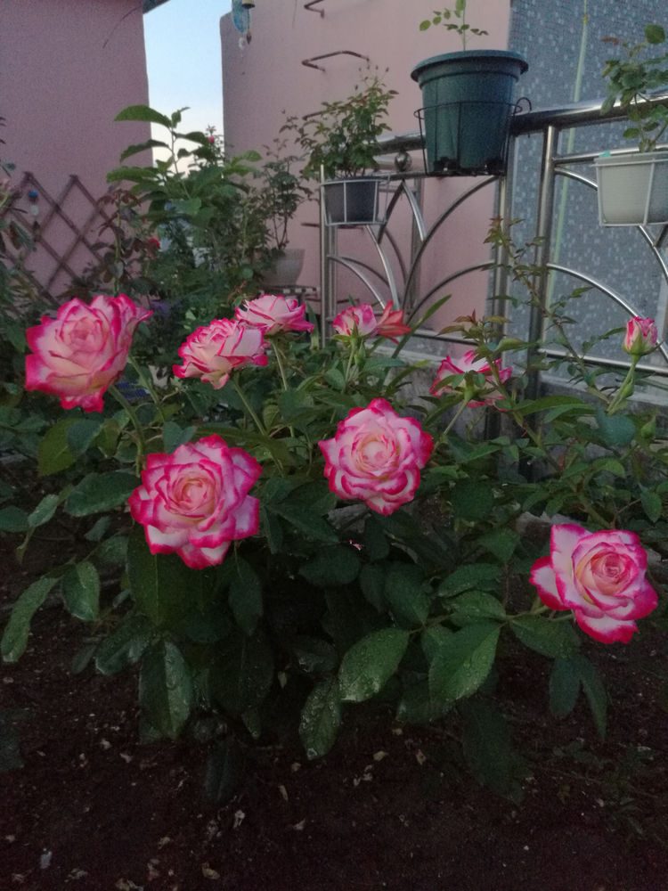 适合摆在卫生间的花,吸收异味,空气更清新,你家养了吗