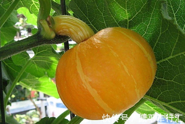 吃完南瓜一小时内,不要碰以下几物,很多人还不清楚,不妨了解下