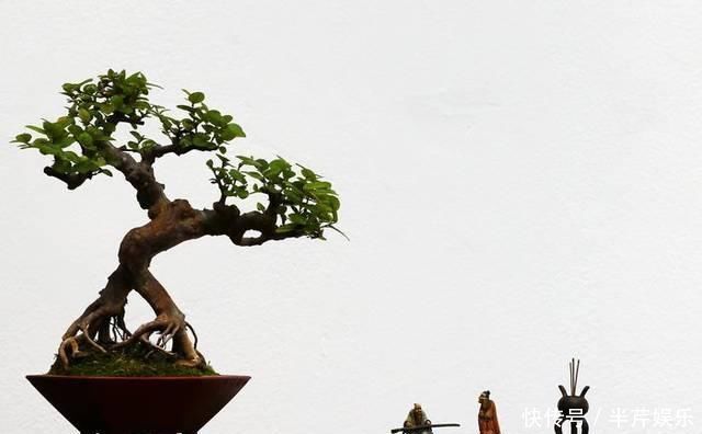 微型盆景的特点是小巧玲珑,占空间很少,四步让你学会制作微型盆景