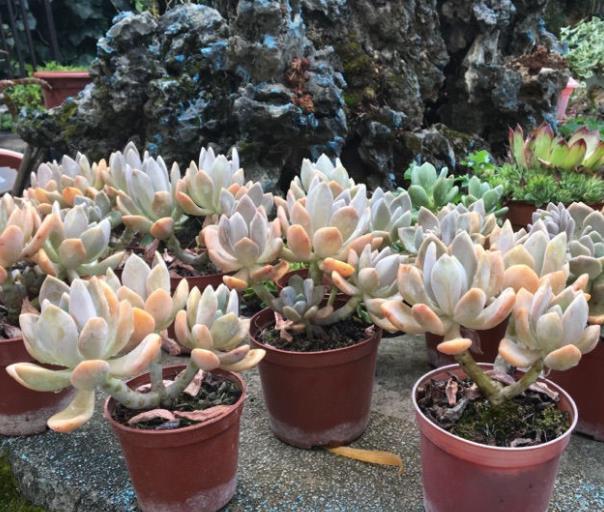 多肉姬胧月和冬美人如何选择？看看老花匠怎么说，你就知道了