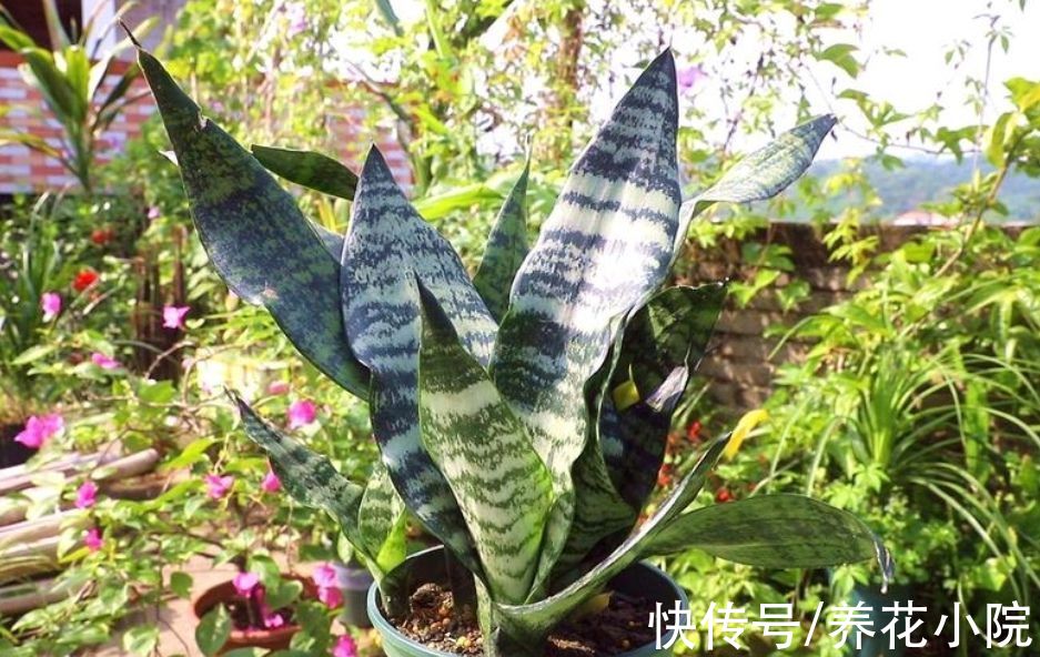 叶子|养虎皮兰，施肥有“讲究”，难怪盆土坚硬，不长新芽