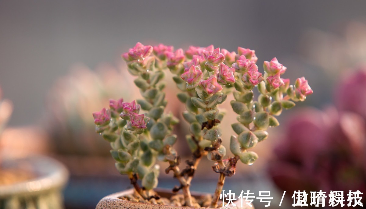 多肉|多肉多晒晒太阳,生长健壮,预防徒长不生病,养出一盆漂亮的多肉