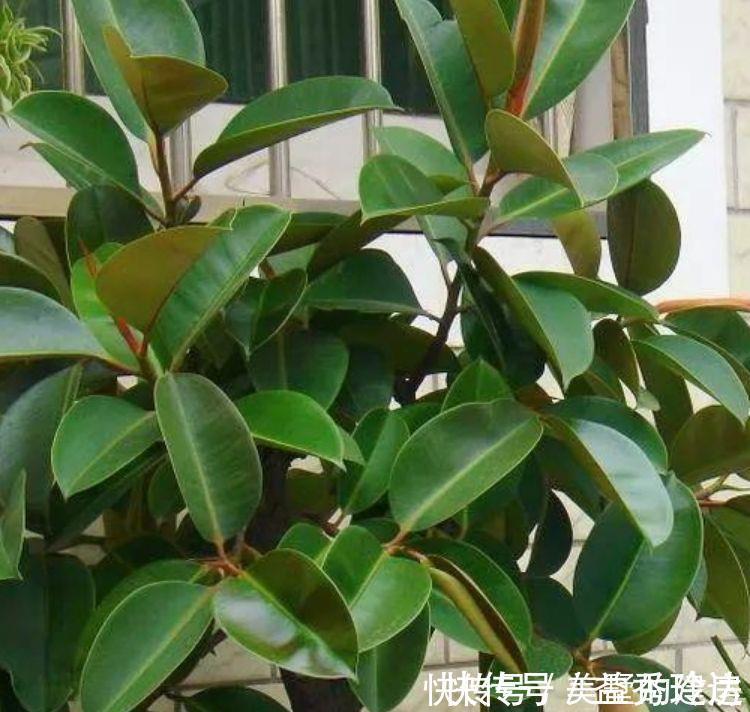 腐叶土|3种福运花,自带福气好养活,旺财又旺宅,而且观赏性强