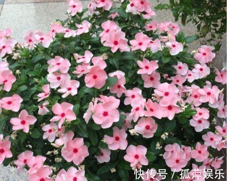 4种花人见人爱,仙气十足,花开美观又大气,花色艳丽灿烂无双