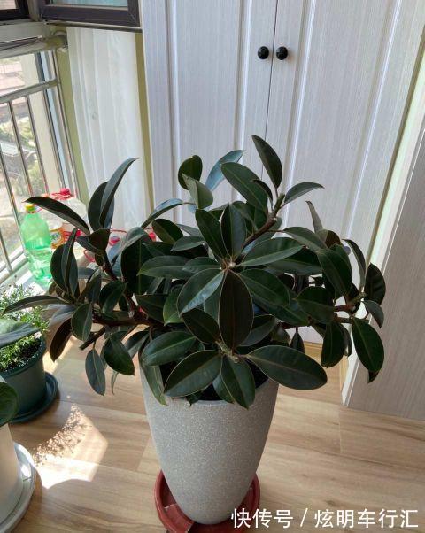 家里养上三种树，旺财旺人，你家养的吗？