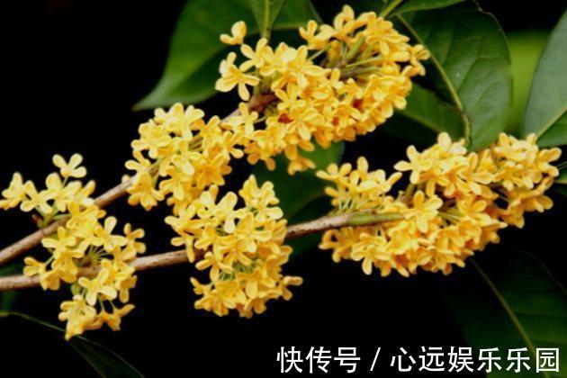 花卉|适合新手种在院子的3种花草,香飘满园满屋香,每天睡眠都好