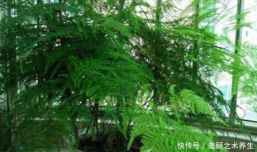 家中常年不见光养花就选这3种，耐阴好养，欣赏价值高！