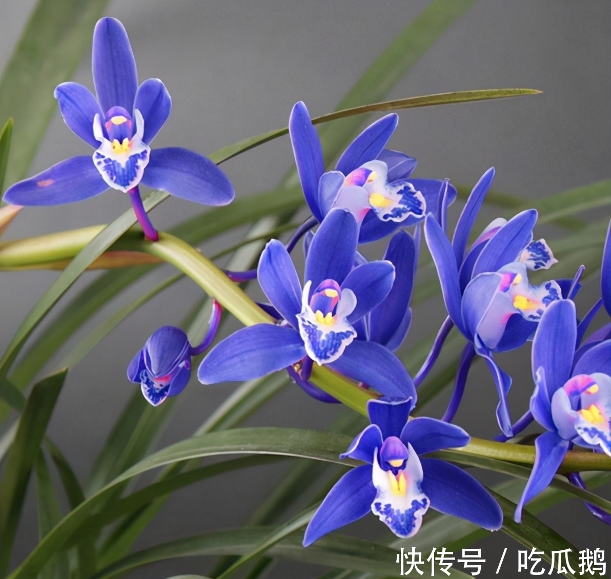这款“蓝色”突然就火了，是我见过的最美兰花，摆一盆高雅又大气