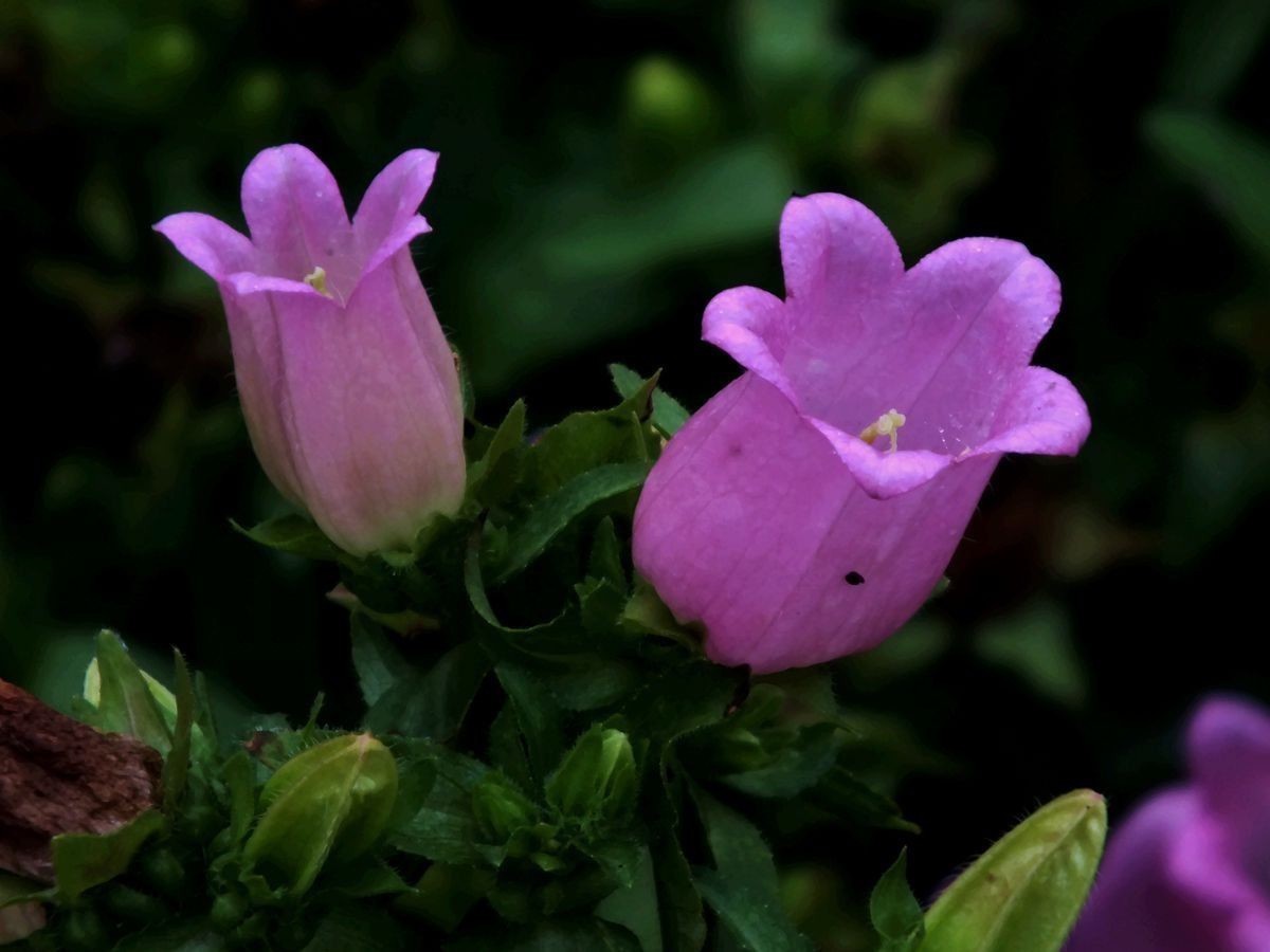 人大多&此花颜色繁多,具有很高的观赏价值,代表着温柔的爱和感谢感恩