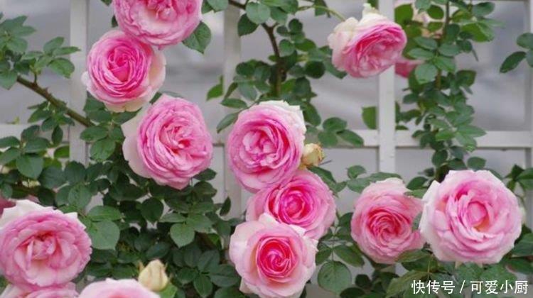 被称为“开花劳模”的4种花，一开就是300多天，漂亮花期长