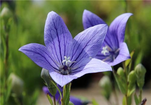 5种花,花色繁多,花朵艳丽,值得拥有