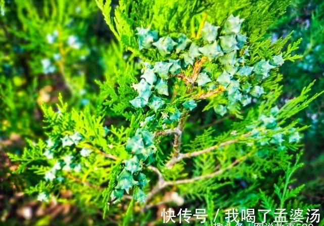 旅行识花,它开花像花又似果,墓地陵园最多却少有人见过它