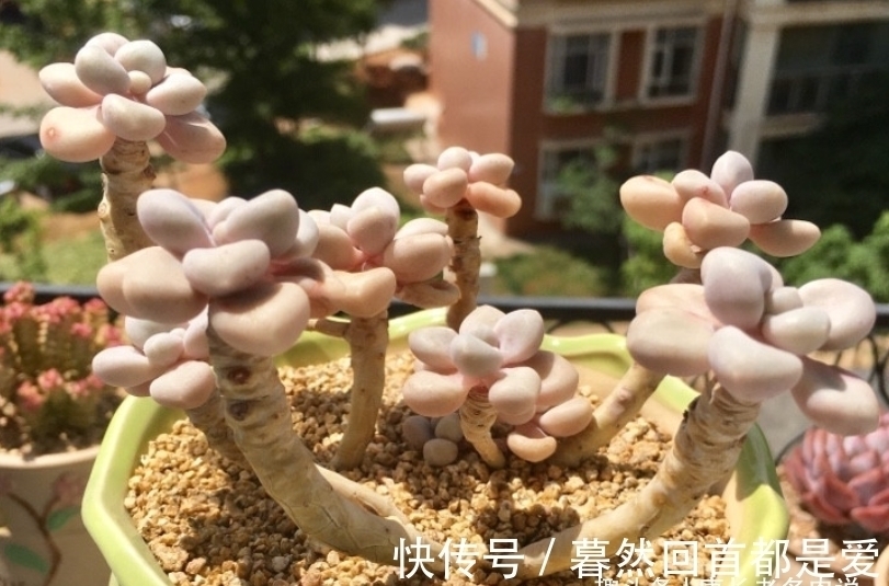 泥炭土|买的多肉专用土不透水？可能是假的，还不如跟老肉友学习自己配土