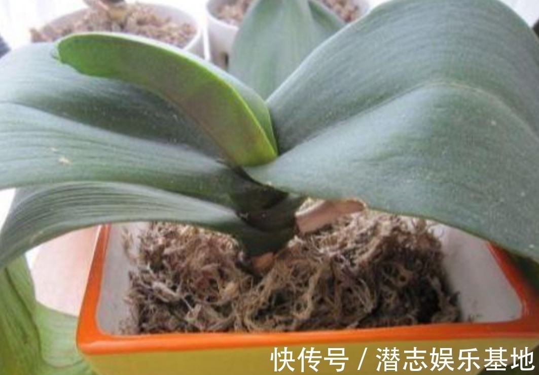 君子兰|你知道吗?夏天6种花要“休眠”,浇水多了就烂根