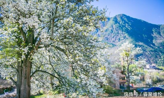 这里比甲居藏寨隐蔽，百年梨花开满山，仿若世外桃源