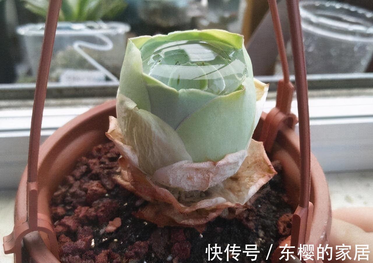 夏天|张大哥养肉10多年,总结出4个“耐热品种”,肉迷都喜欢