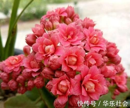 想让长寿花开花不断,教你三个小妙招,开成大花球,璀璨烂漫