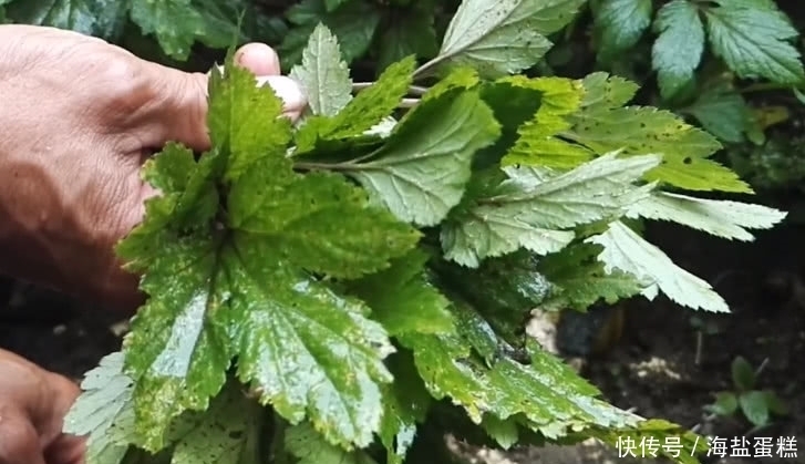 這草長得平凡卻有大價值,既食用還是好藥材,市面得20元一斤