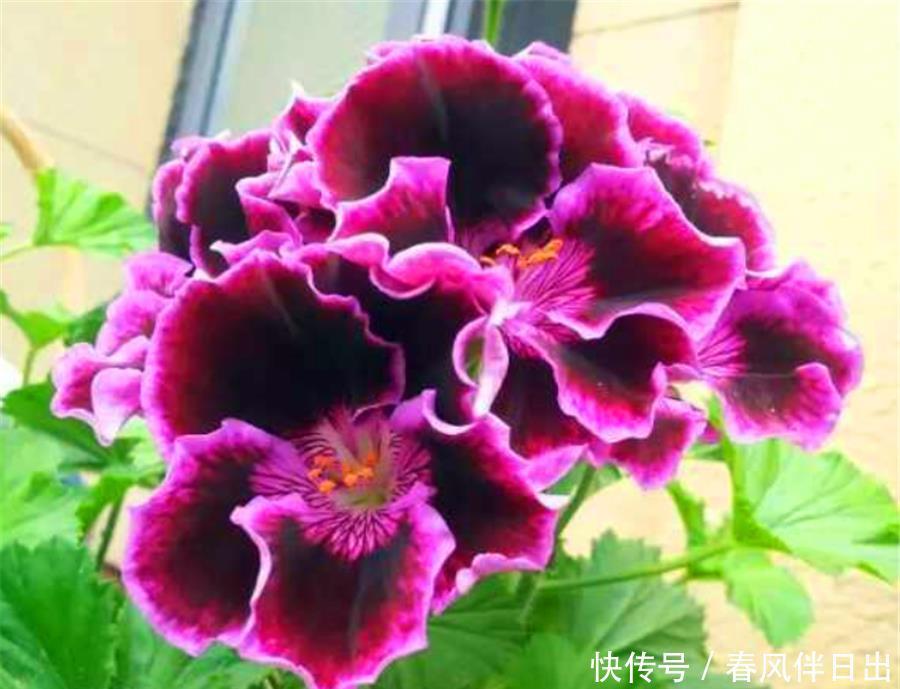 降温|天竺葵怕热度夏难？现在做好5件事，不黑腐根系壮，下波开爆盆