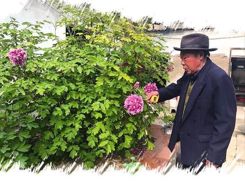 两株百年牡丹竞相开放