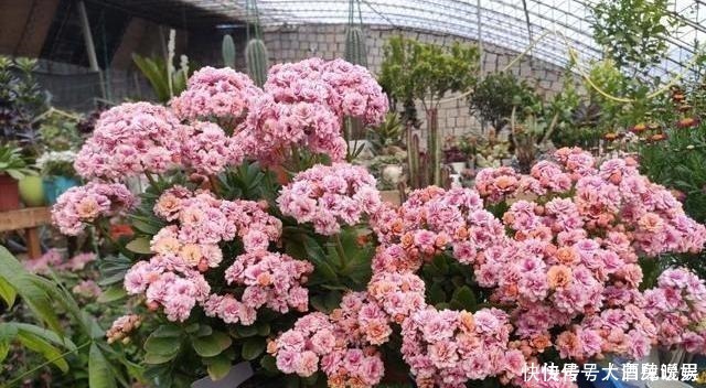 根系|长寿花养养打蔫了，“对症”救治，轻松恢复，年年看花！