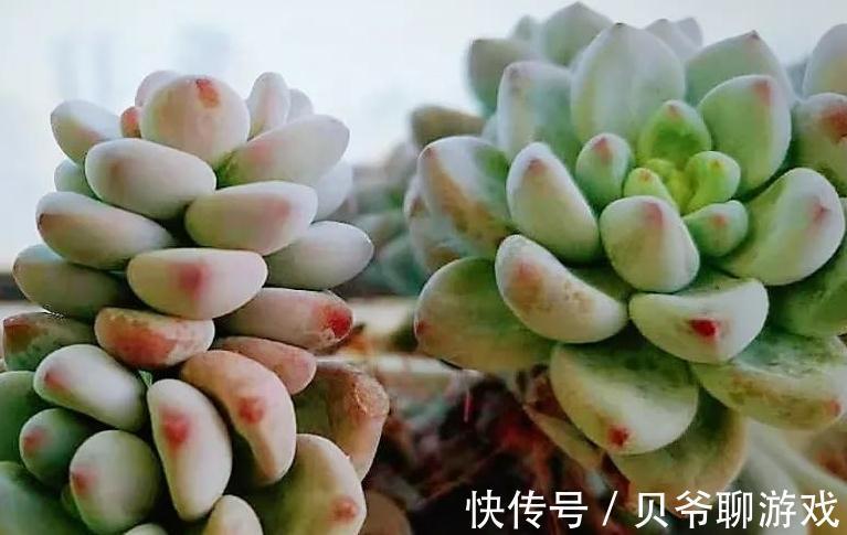 多肉劳尔冬天怎么养,做好这三点,也能红润饱满香味浓