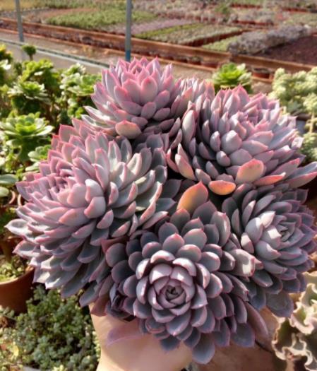 十月养多肉紫罗兰女王,注意4个要点,憋出一圈侧芽,仙气十足