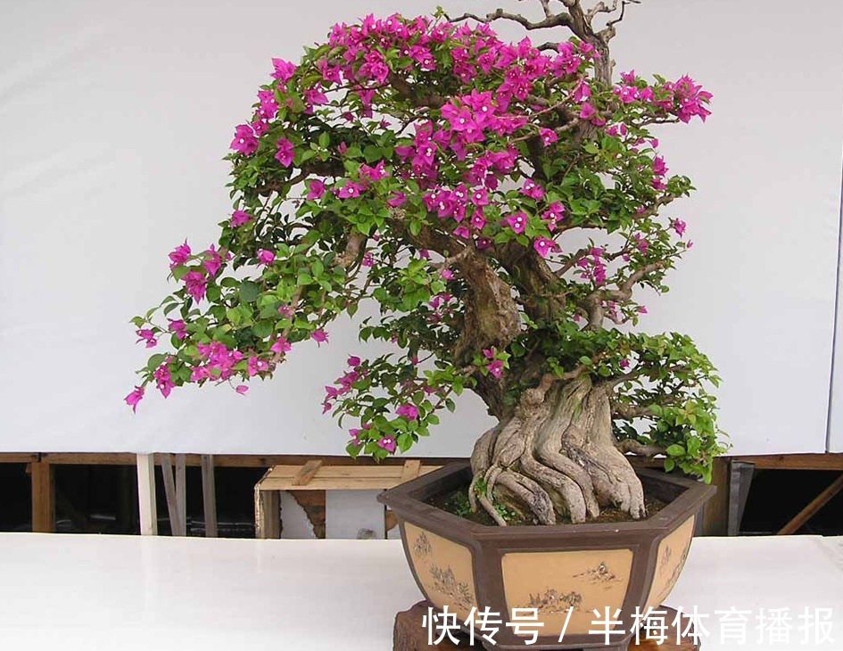 家庭养三角梅,不达到这4个条件,盆栽很难四季开花