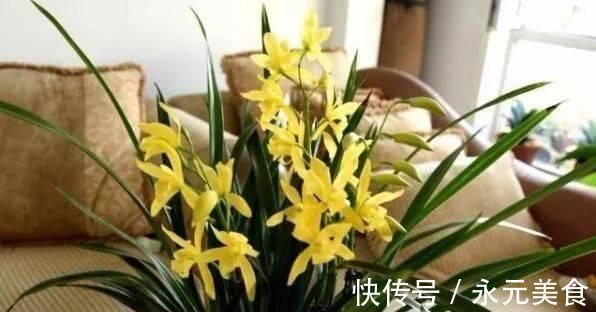 栽培|这种花，比茶花漂亮，比茉莉还香，年头开到年尾，比君子兰强多了