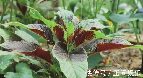 滋补身体|女性不想老太快,3种蔬菜别放过,营养丰富,滋补身体,早吃早好